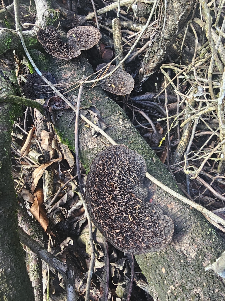 Hexagonia hydnoides · December 2023 · photo: © soetjipto (iNaturalist, cc0)