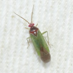 Pseudopsallus puberus