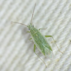 Orthotylus albocostatus