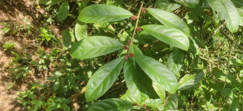 Symplocos macrophylla observed 2023-12-12
