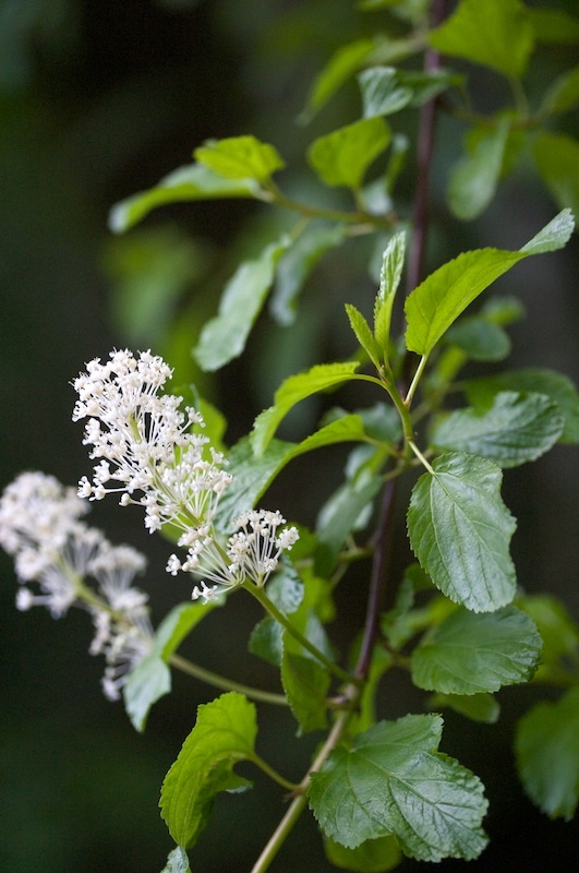 Ceanothus sanguineus