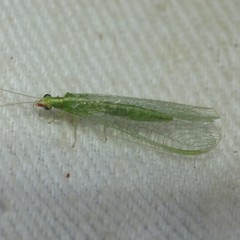 Chrysoperla pudica-group