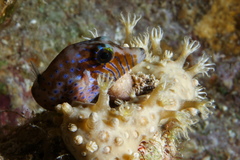Pygmy Toby photo 4