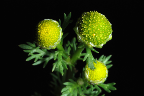 Matricaria discoidea