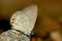 Euchrysops cnejus cnejus