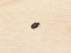 Anthrenus fuscus