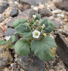 Phacelia neglecta