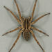 Georgia Wolf Spider - Photo (c) Eric Neubauer, some rights reserved (CC BY-NC), uploaded by Eric Neubauer