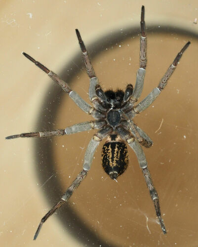 Georgia Wolf Spider