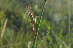 Paramantispa prolixa