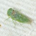Idiocerus nervatus - Photo (c) C. Mallory, some rights reserved (CC BY-NC), uploaded by C. Mallory