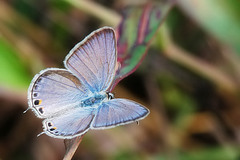Euchrysops cnejus cnejus