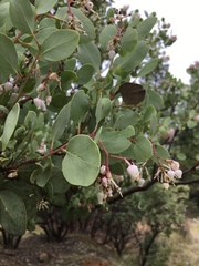 Arctostaphylos viscida