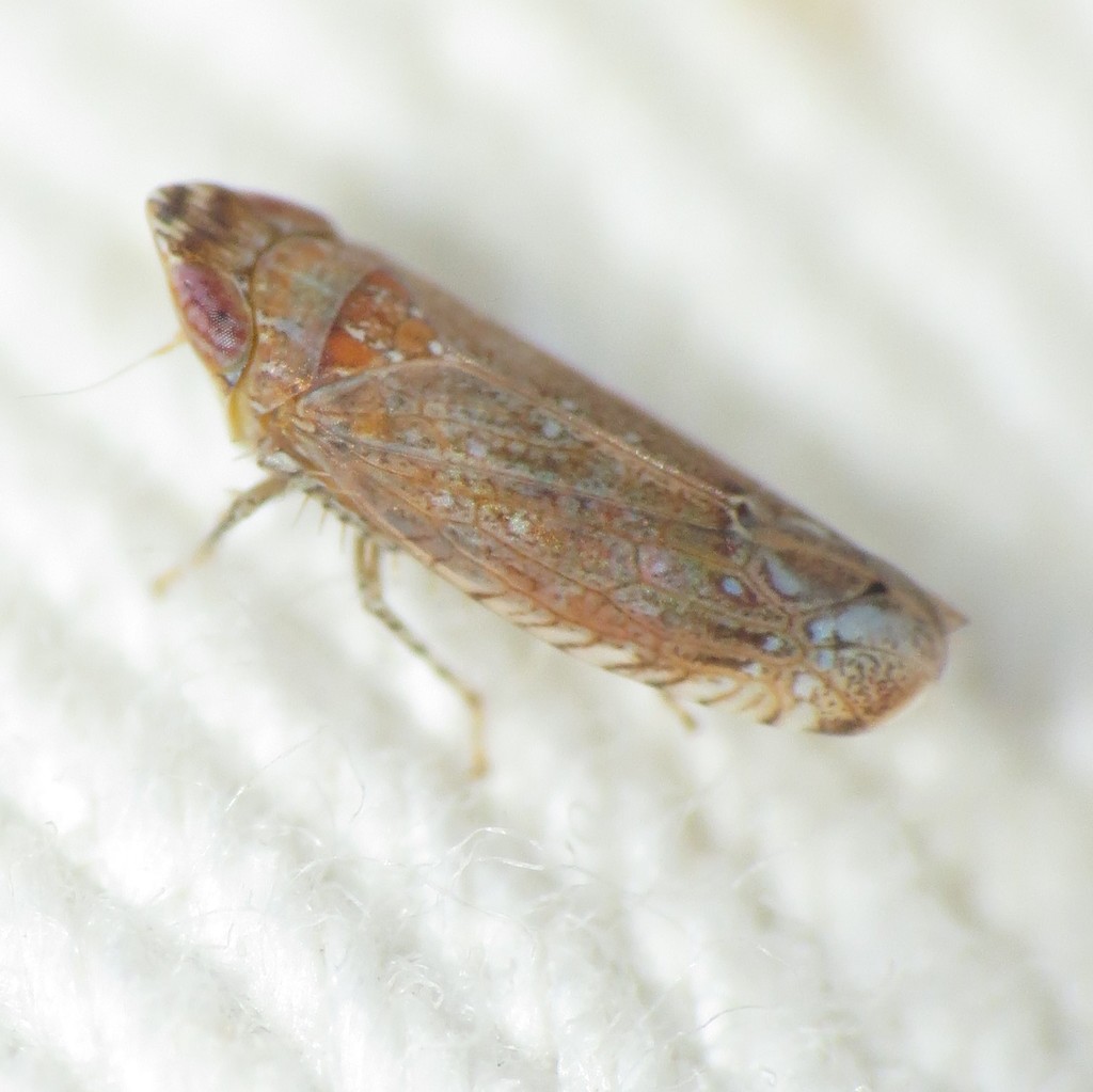 Scaphytopius dodonanus
