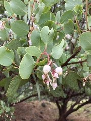 Arctostaphylos viscida