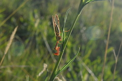 Paramantispa prolixa