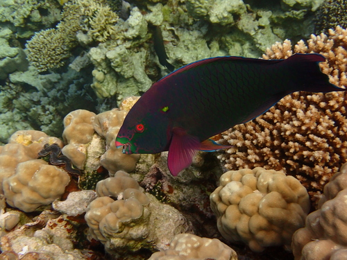 Swarthy Parrotfish — seen at this dive site