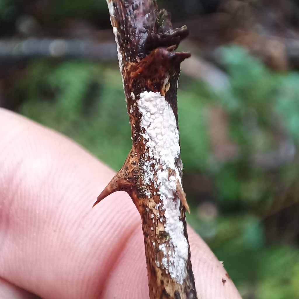 Aleurobotrys botryosus