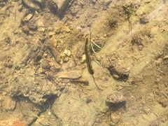 Richardsonianus mauianus