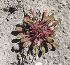 Chorizanthe polygonoides