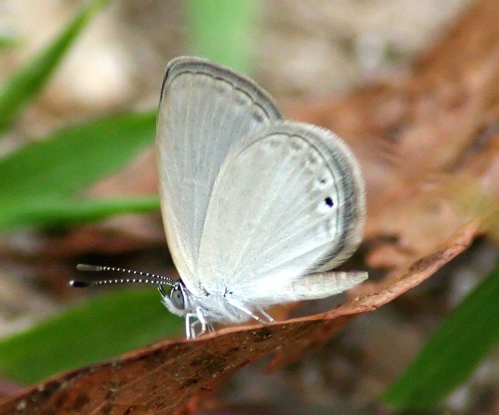 Fameganina