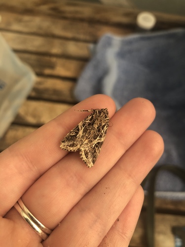 Asian Cotton Leafworm