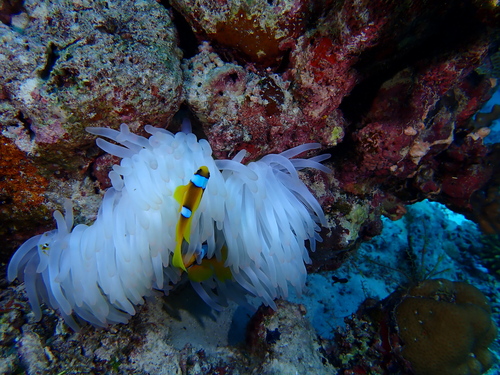 Red Sea Anemonefish — seen at this dive site