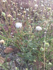 Chaenactis fremontii