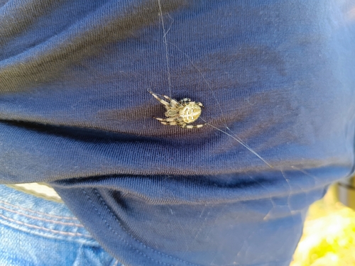 Photo of Four-spot Orbweaver (Araneus quadratus)
