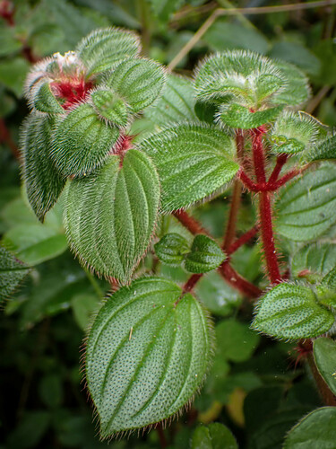 Monochaetum glanduliferum, photograph 3