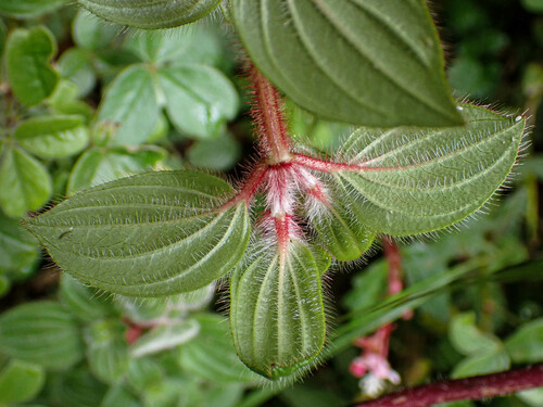 Monochaetum glanduliferum, photograph 4