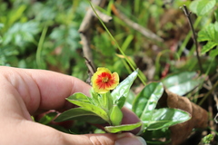 Oenothera epilobiifolia