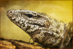 Common Golden Tegu photo 5