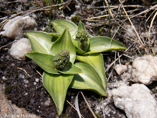 Purple-flowered African hyacinth (Ledebouria purpurea)