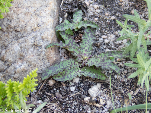 Eucomis vandermerwei