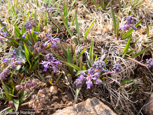 Norite African hyacinth (Ledebouria noritica)