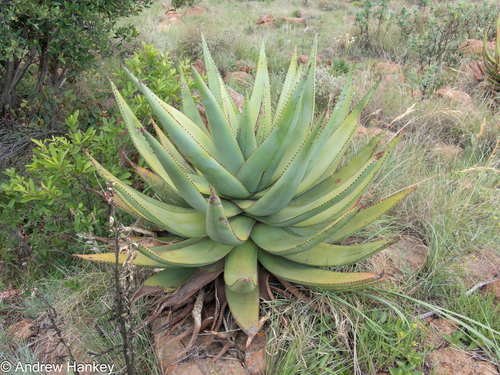 Reitz's aloe (Aloe reitzii)
