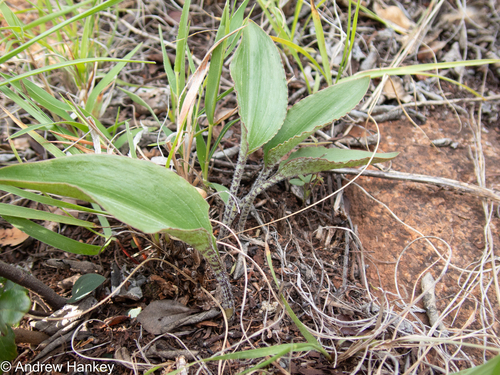 scented African hyacinth (Drimiopsis linioseta)