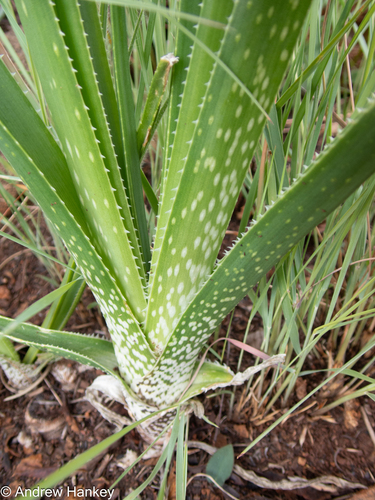 Grass Aloe (Aloe sharoniae)