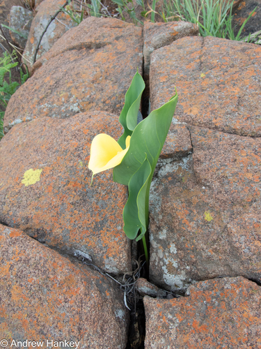 Zantedeschia pentlandii, photograph 2
