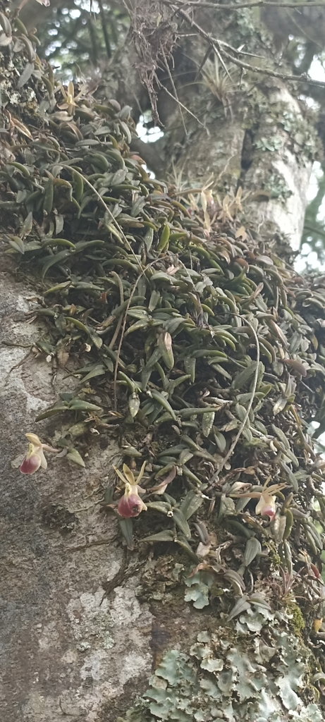 Epidendrum lambeauanum De Wild.