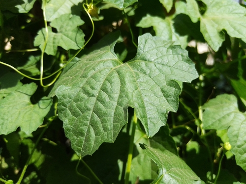 Momordica charantia ssp. macroloba