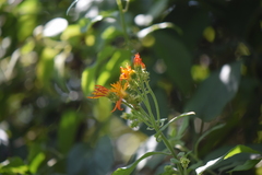 Pseudogynoxys haenkei