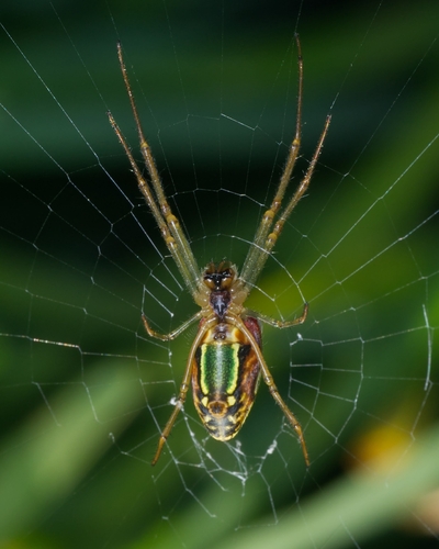 Masked Vlei Spider photo 5