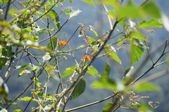 Pseudogynoxys haenkei