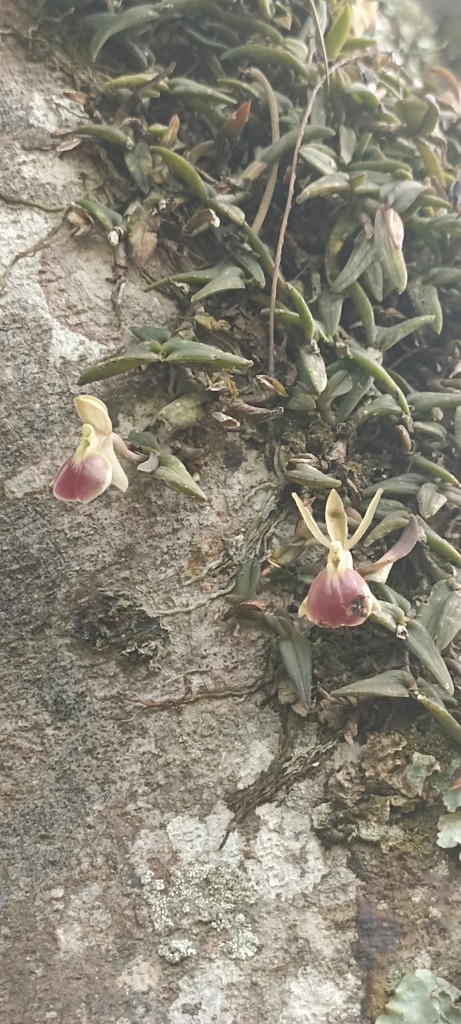 Epidendrum lambeauanum De Wild. 2