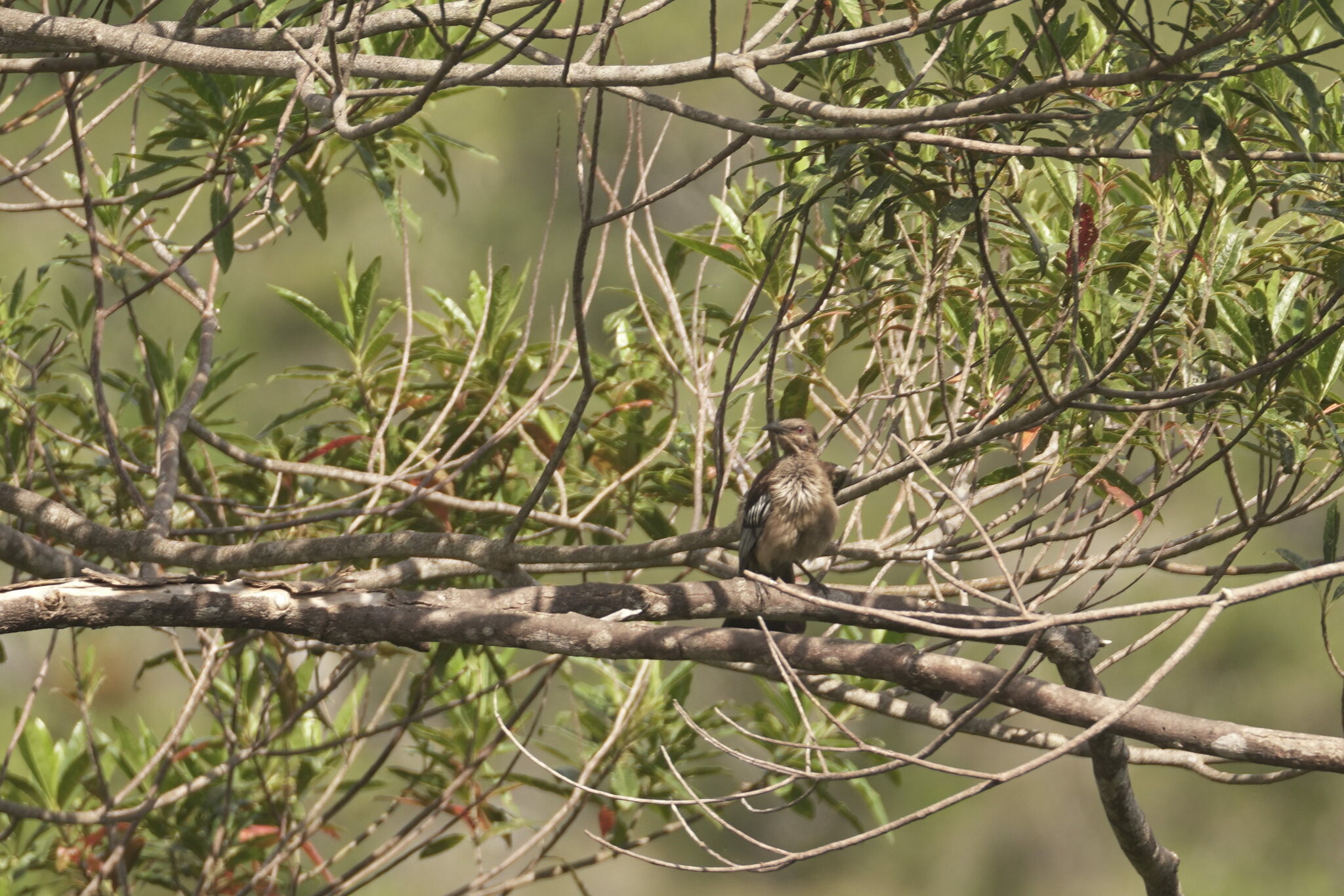 New Caledonian Friarbird (Philemon diemenensis), photo 2