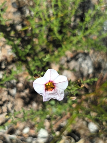 Calibrachoa humilis (Calibrachoa humilis)