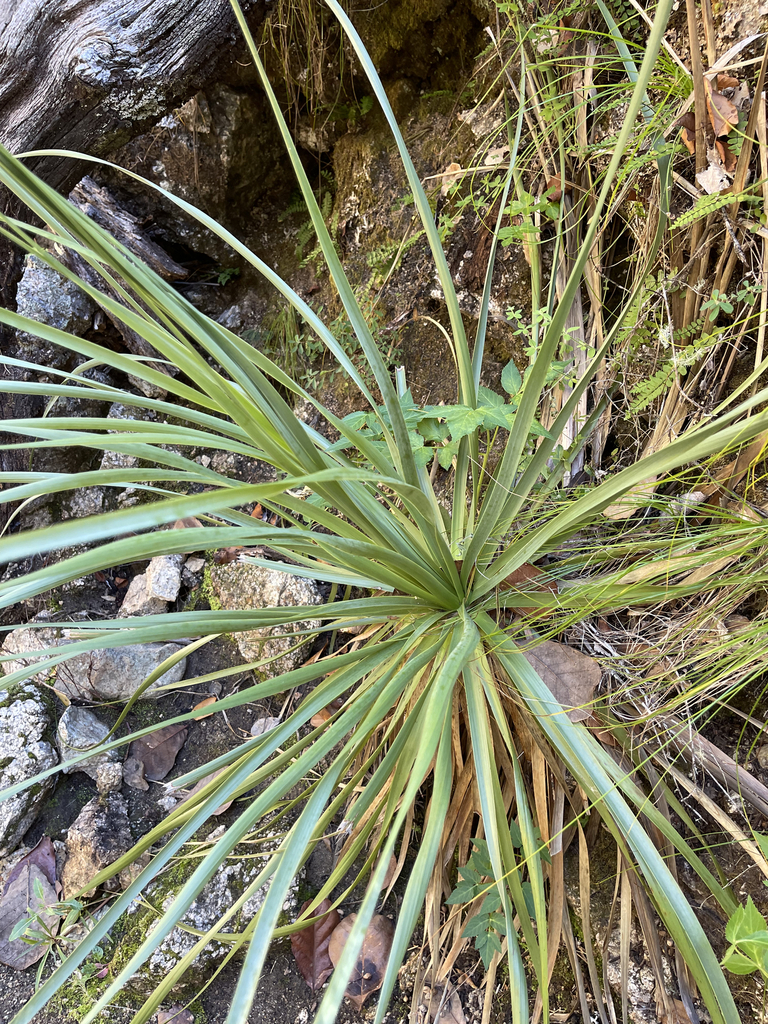 Nolina beldingii in December 2023 by Glenn Ehrenberg · iNaturalist