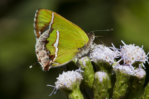 Silver-banded Hairstreak